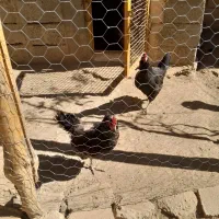 مرغ محلی|حیوانات مزرعه|شاهین دژ, |دیوار