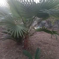 پالم واشنگتون تنه قرمز