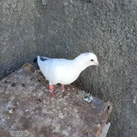 کبوتر|پرنده|چناران, |دیوار