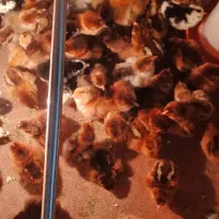 جوجه یک روزه گلپایگان و گلین|حیوانات مزرعه|آمل, |دیوار