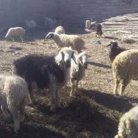 میش چاق یا کاور|حیوانات مزرعه|لاله زار, |دیوار