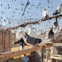 کفتر تهرانی پرشی(پنجاه عدد یکجا)|پرنده|قرچک, مهدیه|دیوار