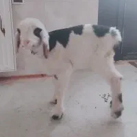 ۱عددبره ماده ۴۰روزه