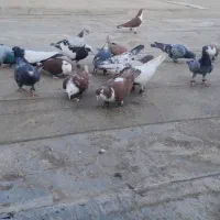 رنگه و آلمانی