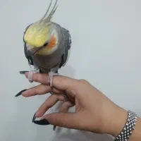 عروس هلندی