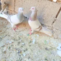 سوسنی دم سفید یا کاغذی دم سفید|پرنده|شیراز, دروازه قران|دیوار