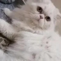 گربه پرشین نژاد اصل وارداتی