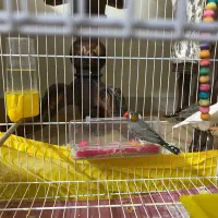 واگذاری فنچ فقط به پاسیودار