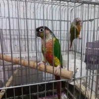 دو عدد طوطی گرینچیک ماده