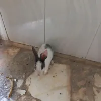 یک جفت بچه خرگوش بازیگوش