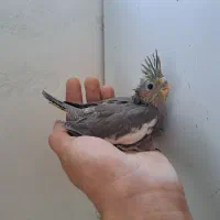 سالن عروس هلندی حیدری|پرنده|شاهرود, |دیوار