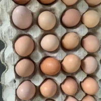 تخم مرغکاملا ارکانیک و‌محلی هشتگرد