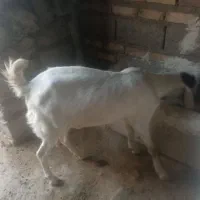 بز گلابی|حیوانات مزرعه|هامون, |دیوار