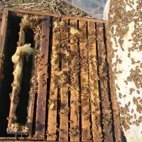 فروش زنبور عسل