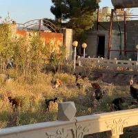 مرغ|حیوانات مزرعه|پلنگ آباد, |دیوار