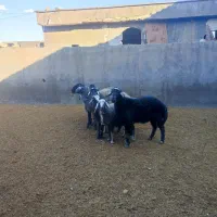 بره شیرخور و خوراک خور میش بز بزغاله بز دوقلو|حیوانات مزرعه|قم, شهر قائم|دیوار