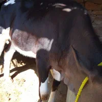 گوساله|حیوانات مزرعه|مسجد سلیمان, |دیوار