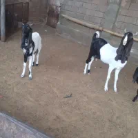 بز پاکستانی|حیوانات مزرعه|مشهد, ده دی|دیوار