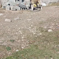 سگ سرابی ۱۴ماهه|سگ|اردبیل, |دیوار