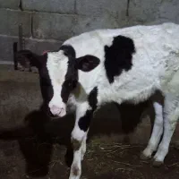 گوساله ماده نژاد شیری