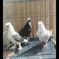 جوجه کبوتر شامی بلژیکی و نوک کوتاه