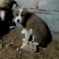 4عدد سگ ماده نر