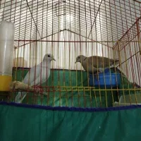 کبوتر سهره قناری فنج مرغ عشق مرغ مینا