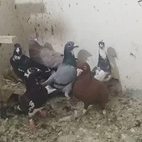 ۱۱عددکفتر پلاکی پرشی|پرنده|داراب, |دیوار