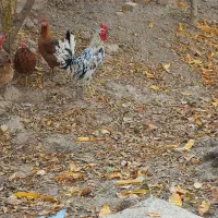 خورس چهل تاج گلین لری اصل 5ماه