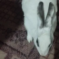 خرگوش|موش و خرگوش|سیب و سوران, |دیوار