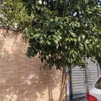 اجاره روزانه/هفتگی/ماهانه آپارتمان ۲۵ متری|اجارهٔ کوتاه‌مدت آپارتمان و سوئیت|بندر انزلی, کوی بهار|دیوار