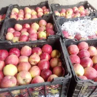 سیب قرمز استخوانی