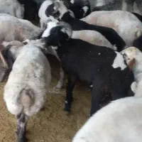 ۵۰ راس بره قلمه|حیوانات مزرعه|رحمت‌آباد, |دیوار