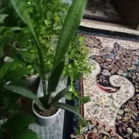 گل طبیعی|گل و گیاه طبیعی|خرمآباد, |دیوار