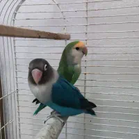 طوطی برزیلی کار داده