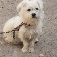 سگ شیتزو|سگ|شیروان (خراسان), |دیوار