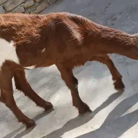 گوسفند