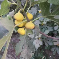 فروش انجیر باغی روی درخت