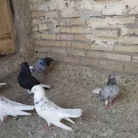 سلام 9عدد کبوتر دوم سفید شیشتا نر ستا ماده به