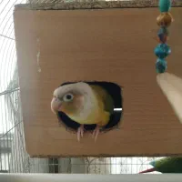 فروش عروس هلندی جفت گرینچی|پرنده|تهران, علم و صنعت|دیوار