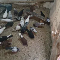 کفتر کبوتر|پرنده|باسمنج, |دیوار