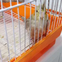 عروس هلندی|پرنده|نسیمشهر, |دیوار