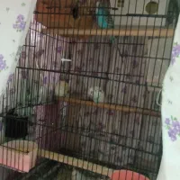 مرغ عشق|پرنده|تهران, امام حسین|دیوار