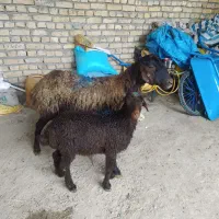 5عددمیش بره جوان بره ها شیرمست