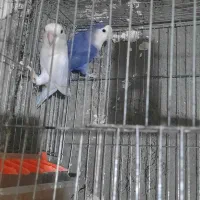 کوتوله ، مرغ عشق انگلیسی|پرنده|همدان, |دیوار