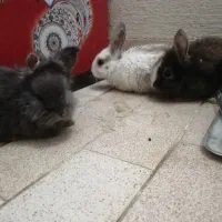 سه عدد خرگوش و دوعدد همستر