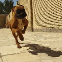 سگ باکسر|سگ|یزد, |دیوار