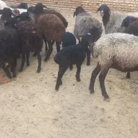 گوسفند میش بره دار جوان و سالم|حیوانات مزرعه|قم, علی آباد|دیوار