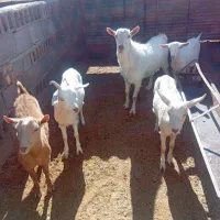 بزغاله سانن کل اصل