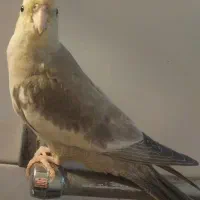 عروس هلندی|پرنده|حمیدیا, |دیوار